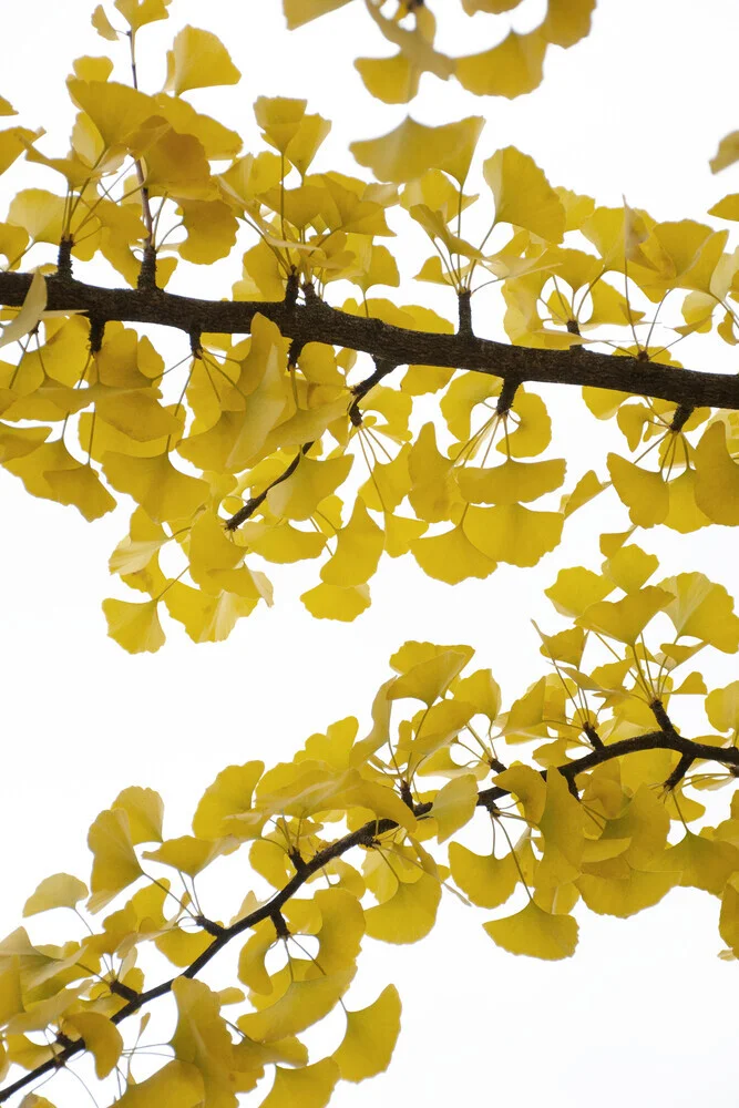 yellow ginko happiness - fotokunst von Studio Na.hili