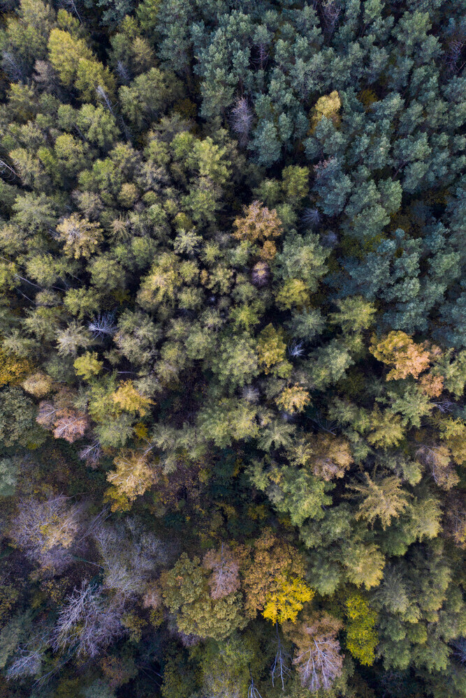 autumn in the forest - fotokunst von Studio Na.hili