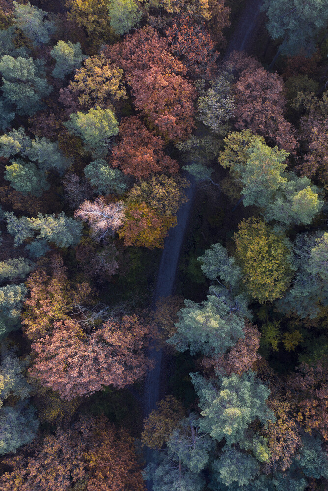 the walk through autumn forests - fotokunst von Studio Na.hili