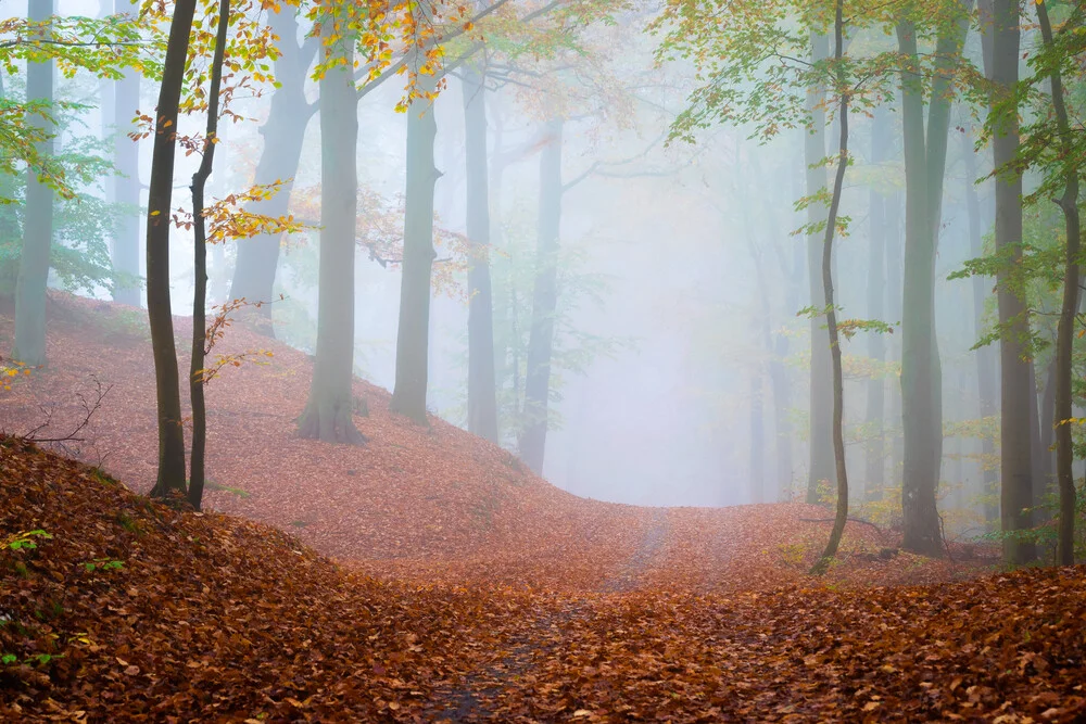 Forest Walk in Autumn - Fineart photography by Martin Wasilewski