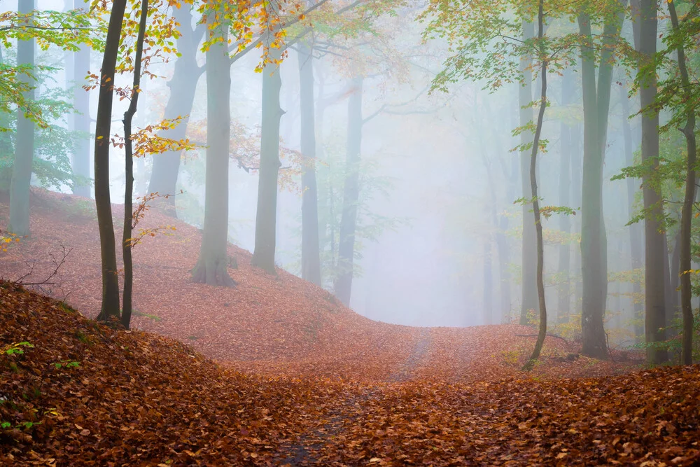 Waldspaziergang in Ückeritz - fotokunst von Martin Wasilewski