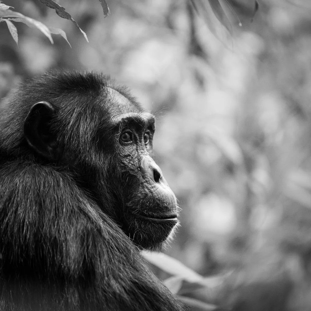 Portrait Chimpanzee Uganda - fotokunst von Dennis Wehrmann