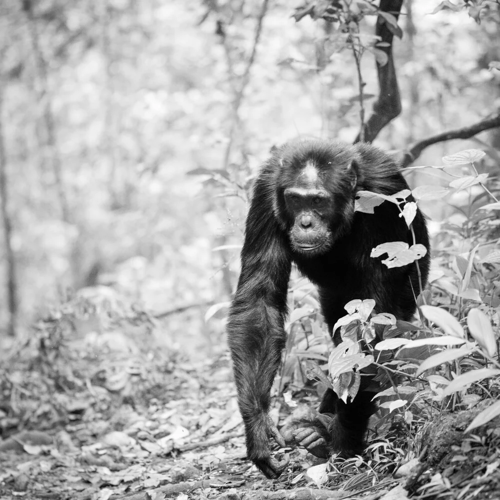Chimpanzee Uganda - fotokunst von Dennis Wehrmann