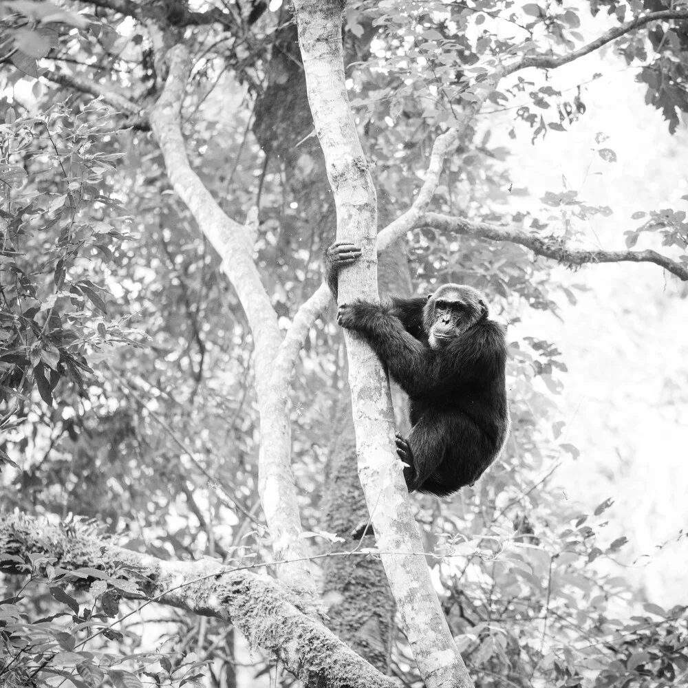 Chimpanzee Uganda - fotokunst von Dennis Wehrmann