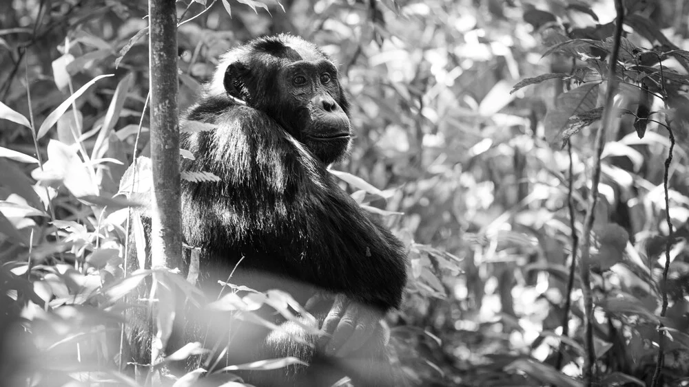 Chimpanzee Uganda - fotokunst von Dennis Wehrmann