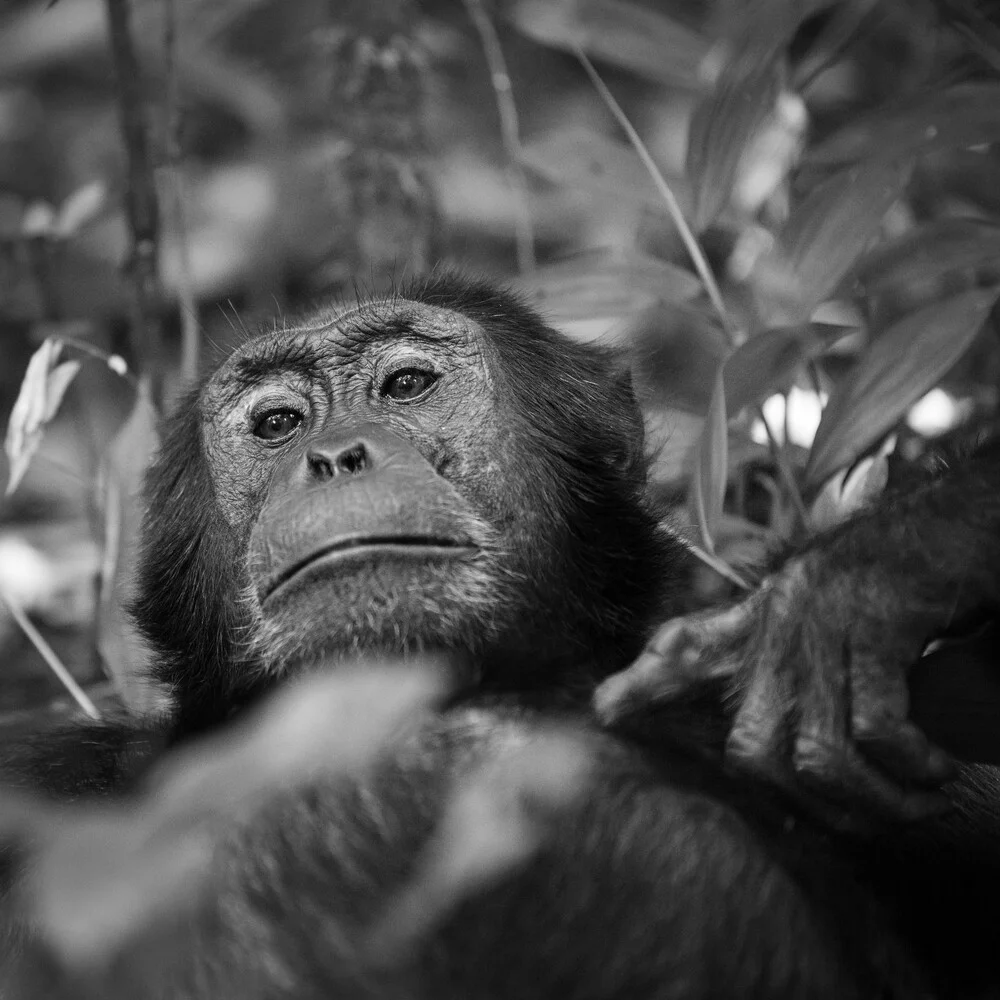 Chimpanzee Uganda - fotokunst von Dennis Wehrmann