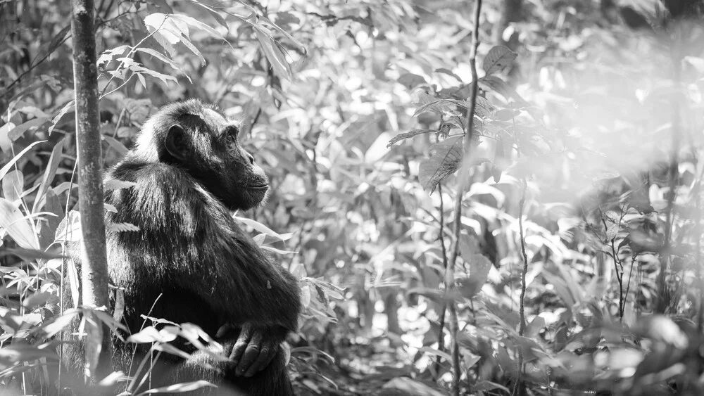 Chimpanzee Uganda - fotokunst von Dennis Wehrmann