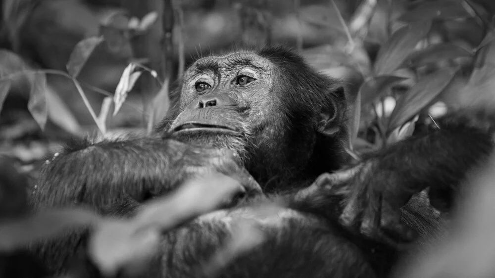 Chimpanzee Uganda - Fineart photography by Dennis Wehrmann