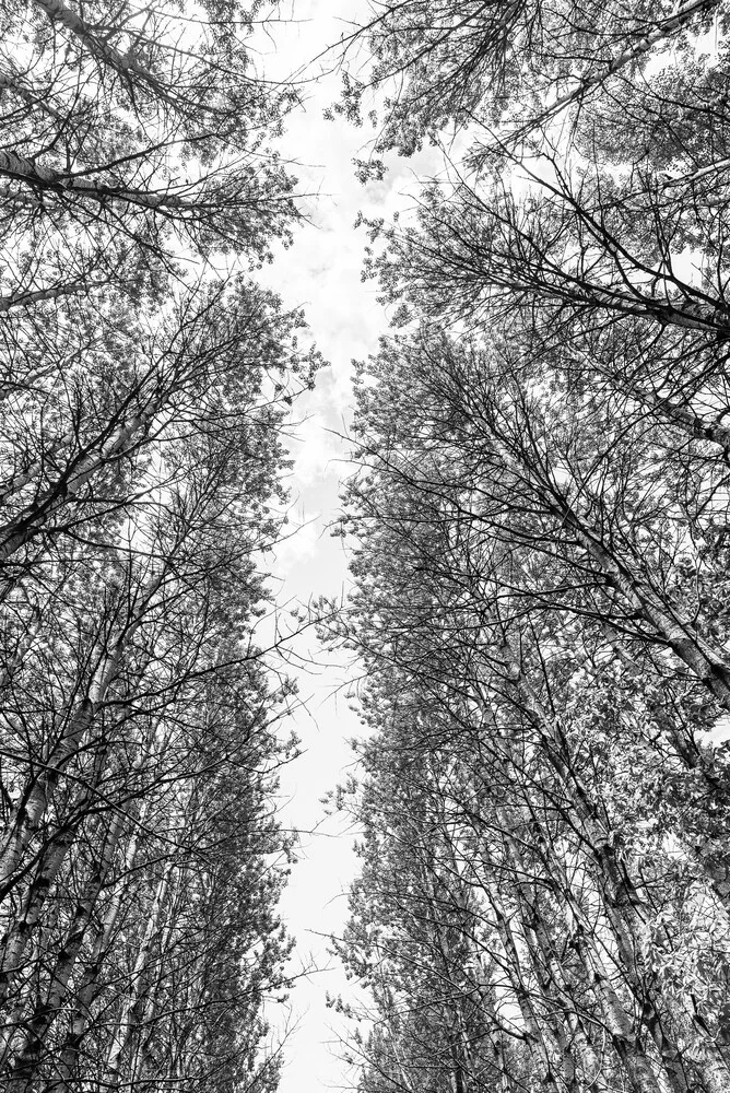 Look up to the sky - fotokunst von Photolovers .