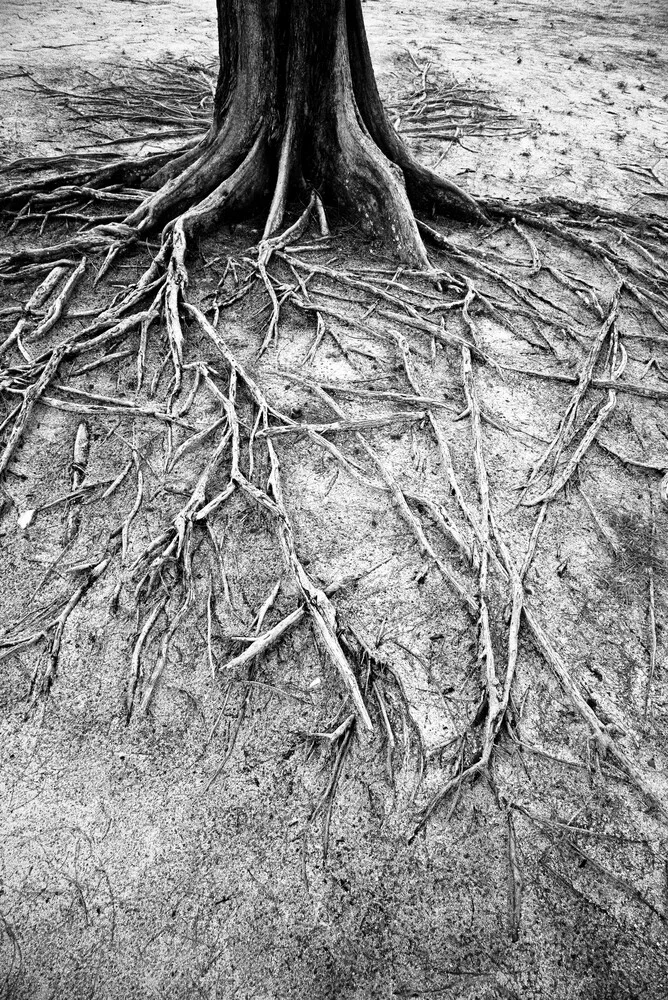 Back to the roots - fotokunst von Photolovers .