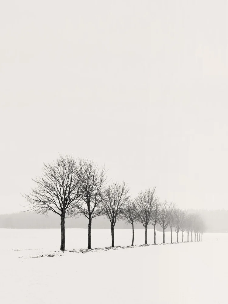 Baumreihe im Winter I - fotokunst von Lena Weisbek