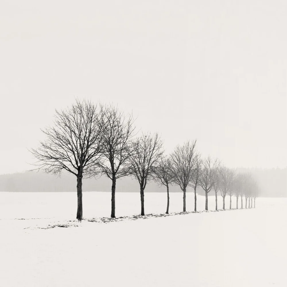 Baumreihe im Winter II - fotokunst von Lena Weisbek