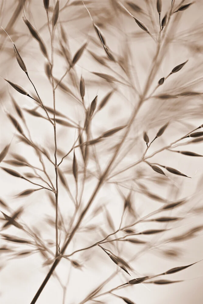 Grass in motion, sepia-coloured - Fineart photography by Doris Berlenbach-Schulz