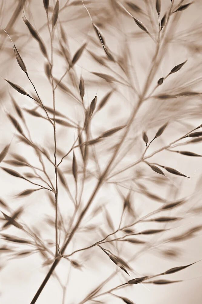 Gras in Bewegung, sepiafarben - fotokunst von Doris Berlenbach-Schulz