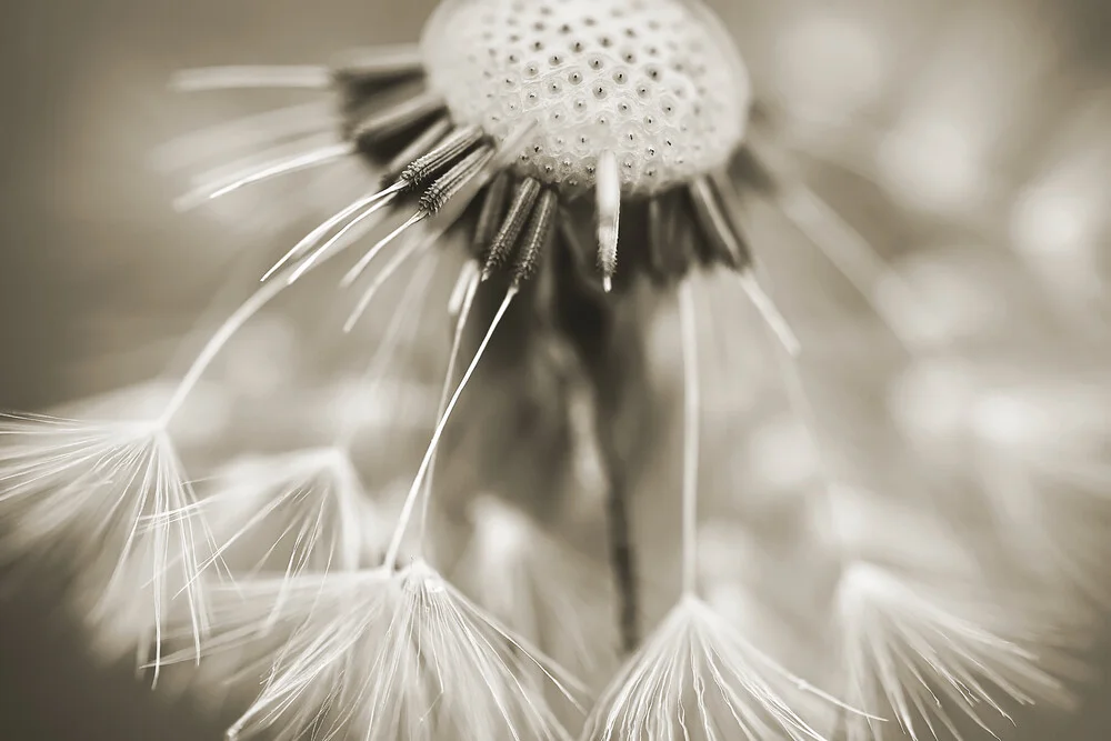 Pusteblume - sepiafarben - fotokunst von Doris Berlenbach-Schulz