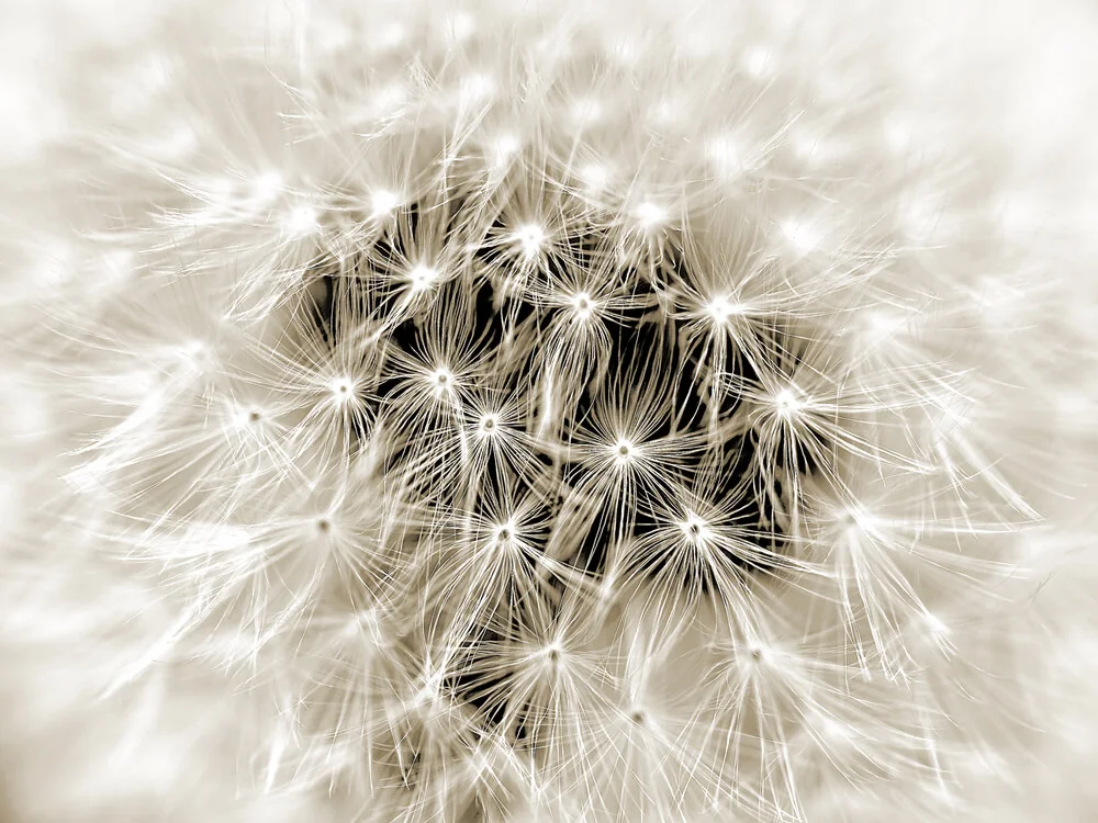 Pusteblume ganz nah - sepiafarben - fotokunst von Doris Berlenbach-Schulz