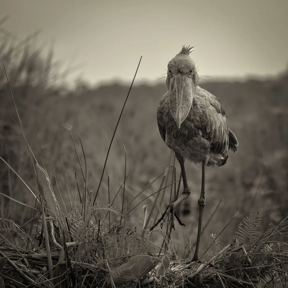 Shoebill Stork - Fineart photography by Dennis Wehrmann