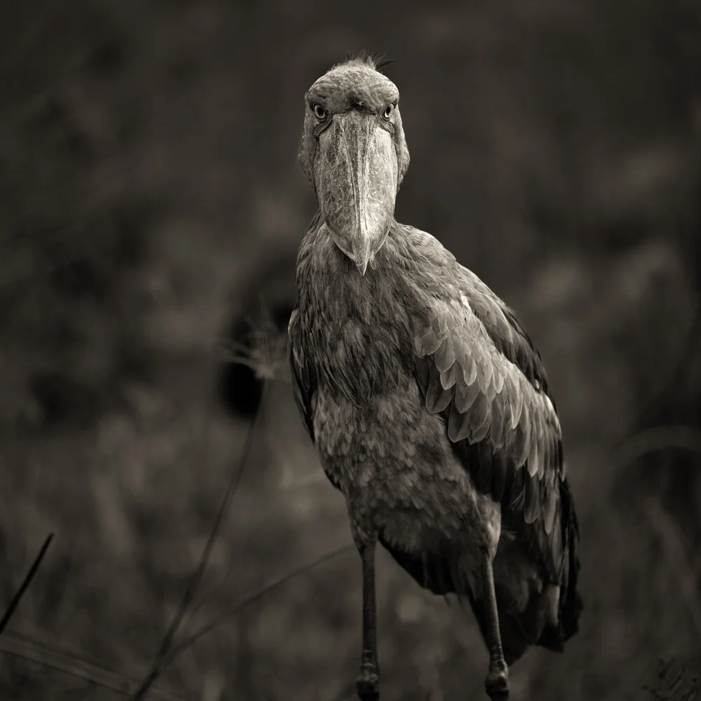 Shoebill Stork - Fineart photography by Dennis Wehrmann