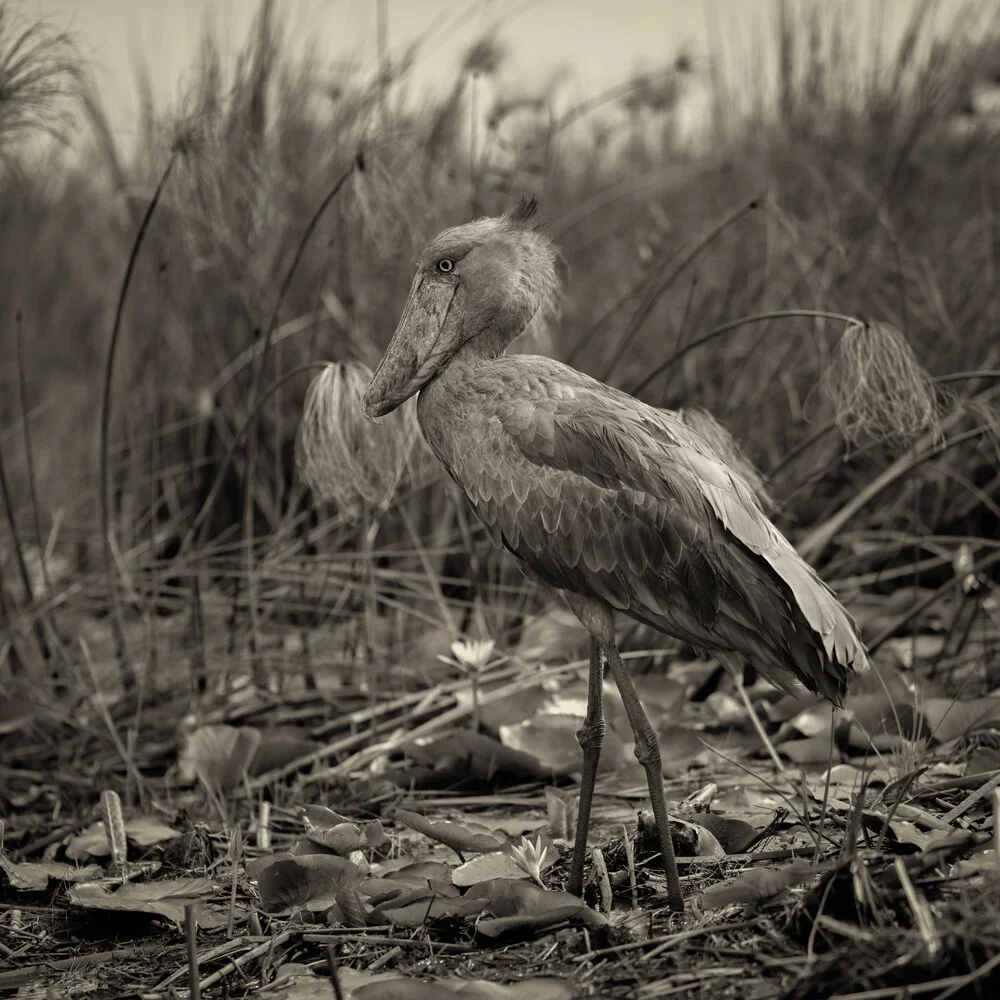 Shoebill Stork - fotokunst von Dennis Wehrmann