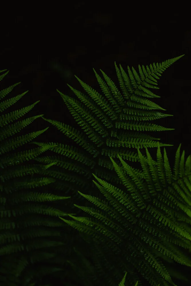 Fern 1 - Fineart photography by Anke Dörschlen