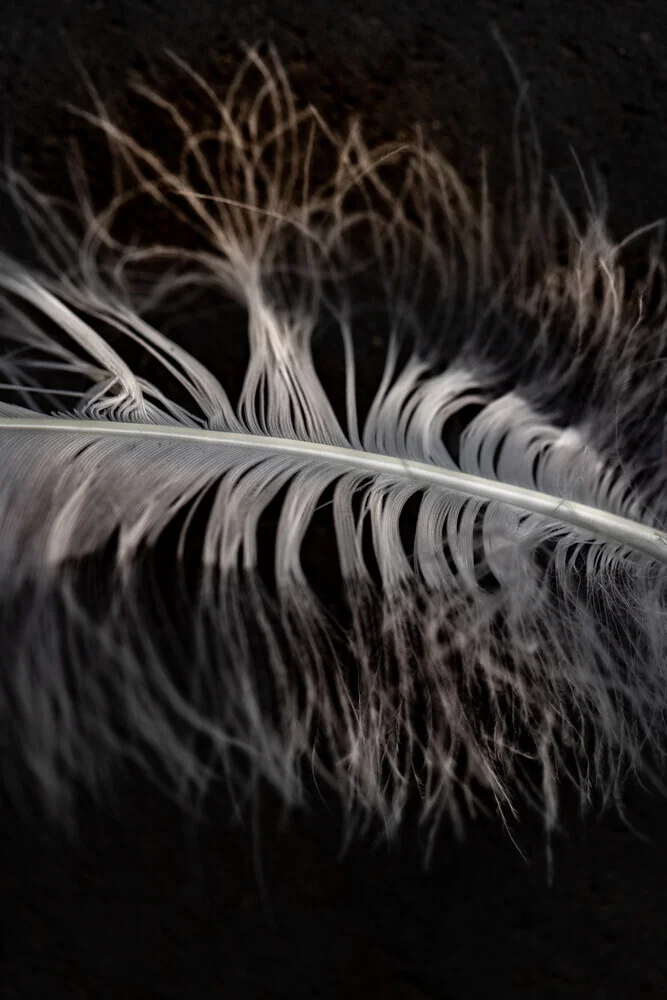 Feather - Fineart photography by Anke Dörschlen