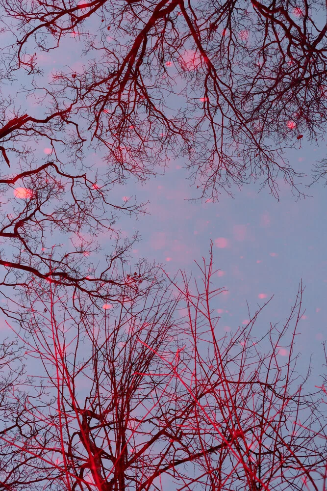 Treetops in winter, red - Fineart photography by Anke Dörschlen