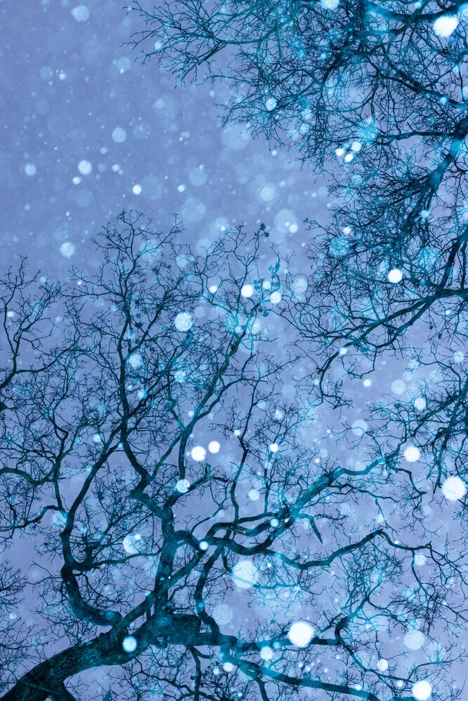 Baumkronen im Schnee, blau - fotokunst von Anke Dörschlen