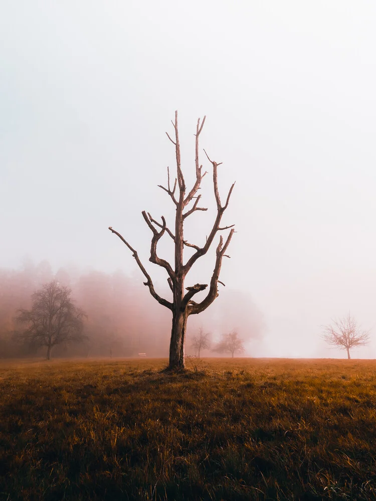 Baum der Geschichte - fotokunst von Jan Pallmer