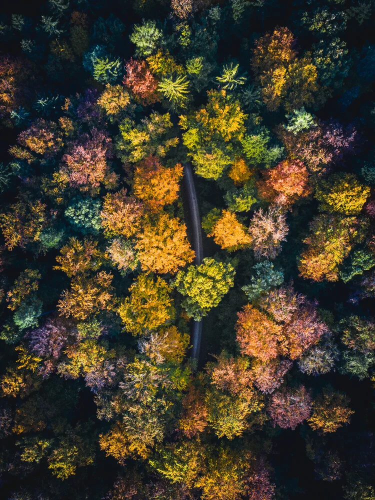 Path through the autumn forest - Fineart photography by Jan Pallmer