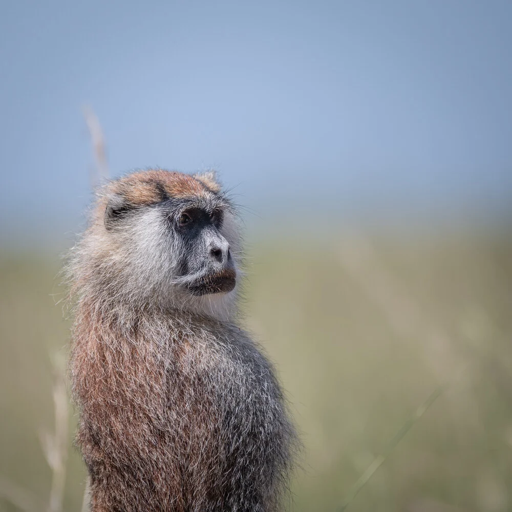 Portrait common patas monkey - Fineart photography by Dennis Wehrmann