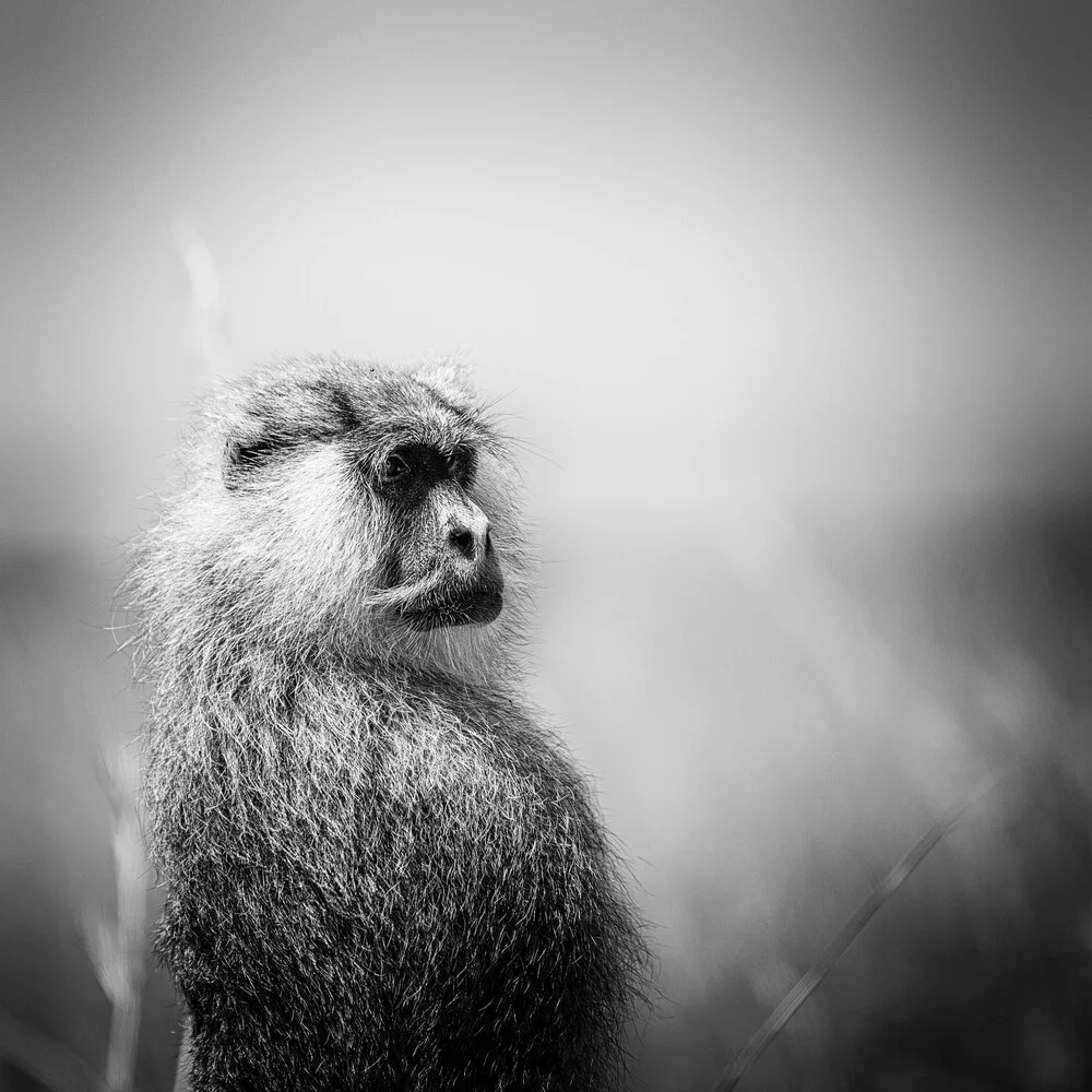 Portrait common patas monkey - Fineart photography by Dennis Wehrmann