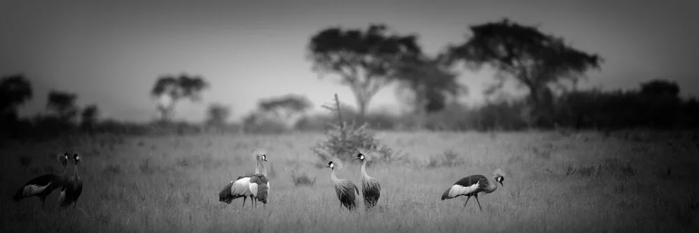 Panorama Kronenkranich Uganda - fotokunst von Dennis Wehrmann