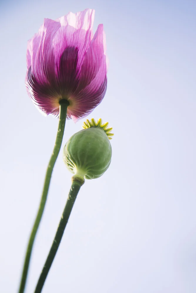 Blaumohn - fotokunst von Nadja Jacke