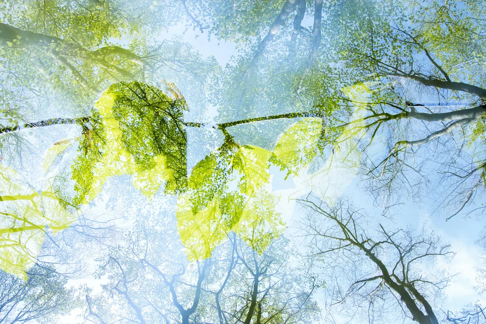 Frühlingshimmel im Wald - fotokunst von Nadja Jacke