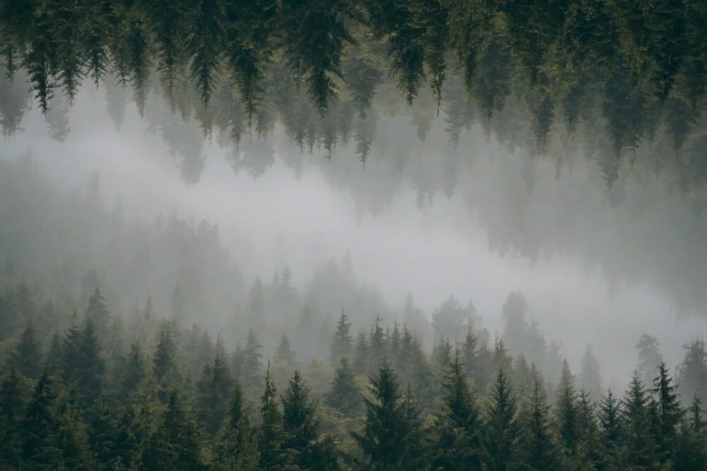 Spiegelwald - fotokunst von Patrick Monatsberger