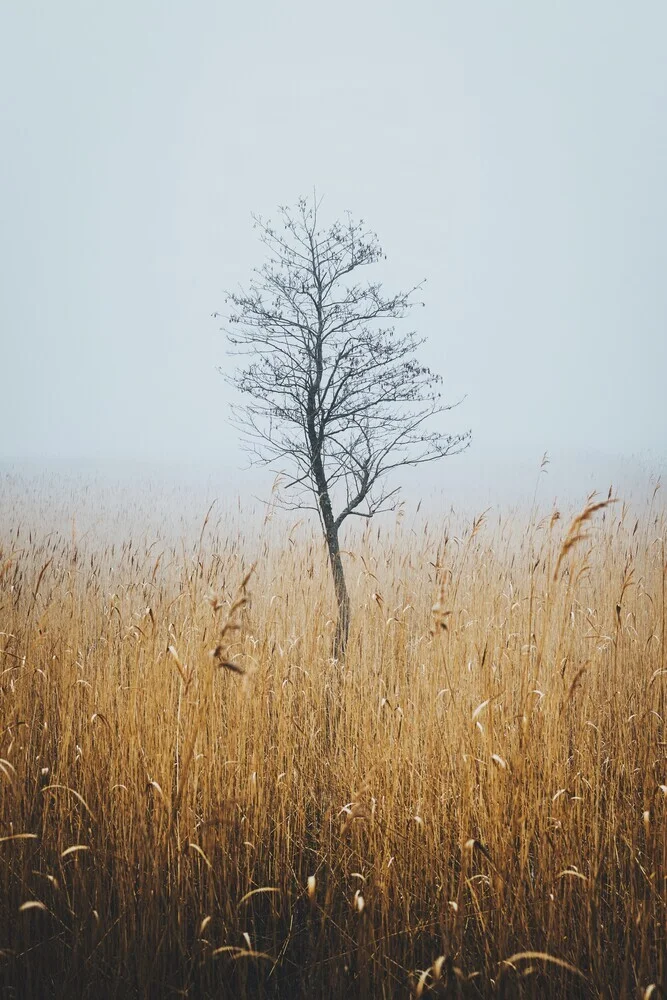 Der Baum im Moor - fotokunst von Patrick Monatsberger