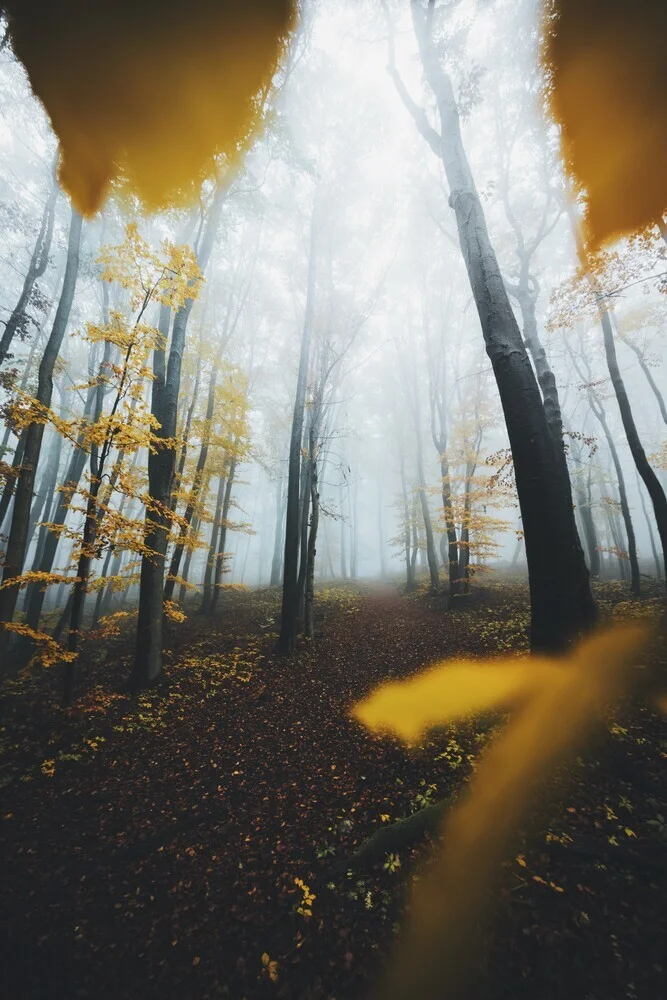 Framed by leafs - Fineart photography by Patrick Monatsberger