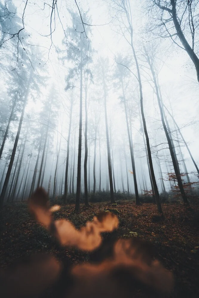 Moody Woods - Fineart photography by Patrick Monatsberger