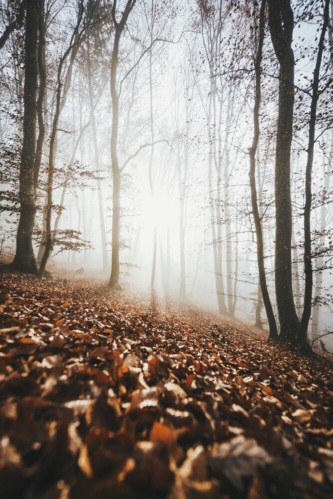Herbstwald Altmühltal - fotokunst von Patrick Monatsberger