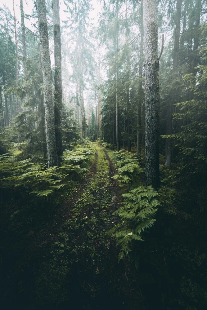 Der Waldweg - fotokunst von Patrick Monatsberger