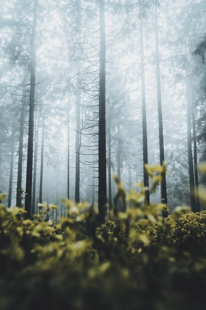 Ab durch die Hecke - fotokunst von Patrick Monatsberger