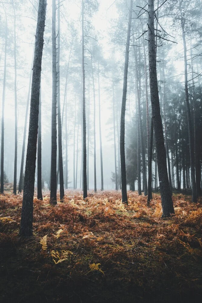 Wald Glühen - fotokunst von Patrick Monatsberger