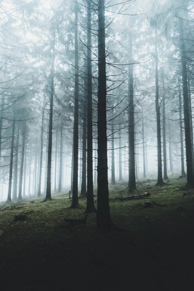 Dark Woods - Fineart photography by Patrick Monatsberger
