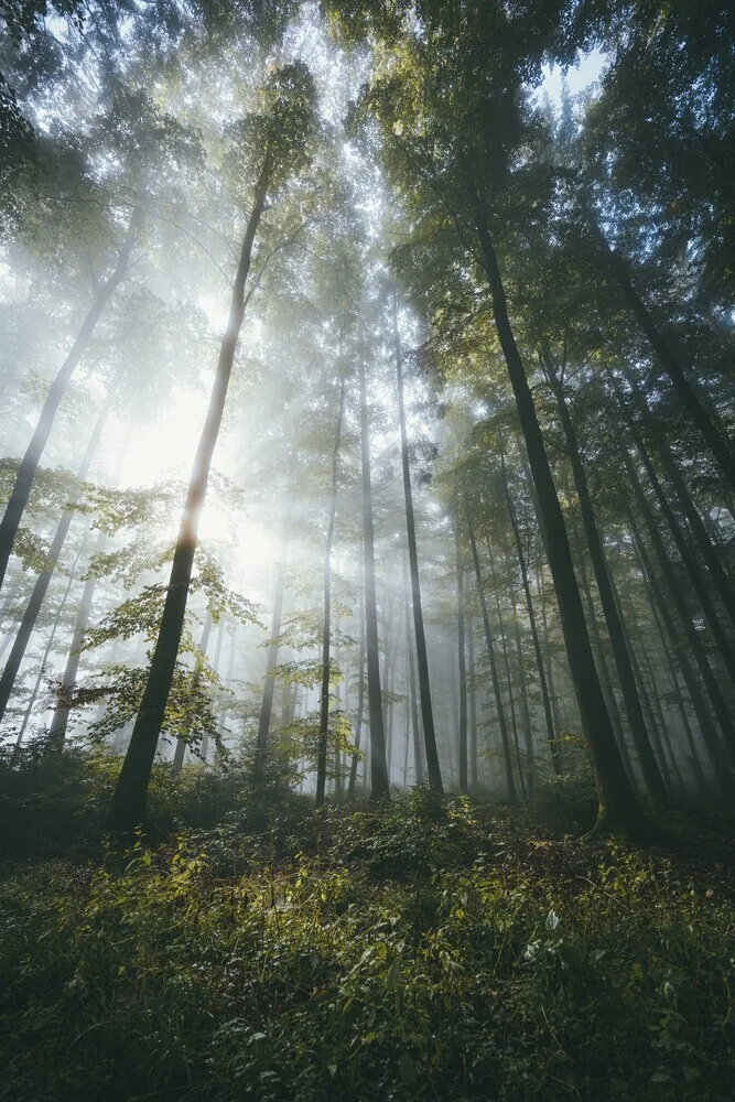 Der Wald erwacht - fotokunst von Patrick Monatsberger