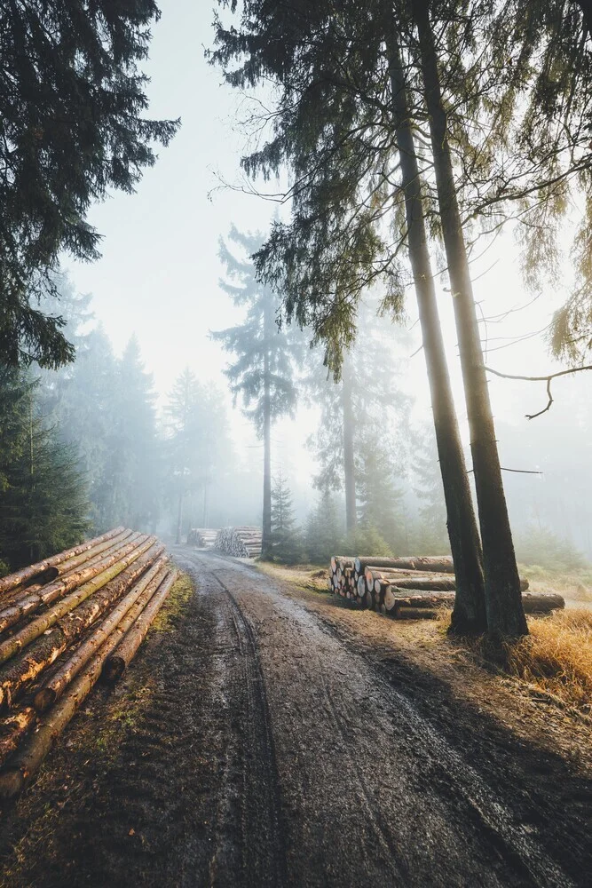 Golden Path - Fineart photography by Patrick Monatsberger