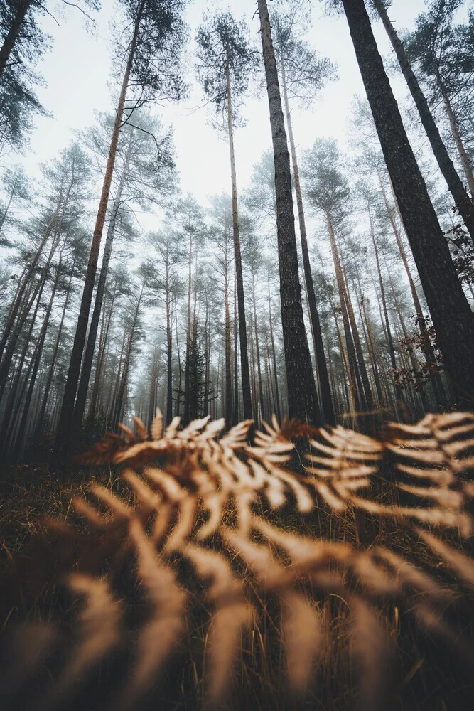 Rusty Ferns - Fineart photography by Patrick Monatsberger