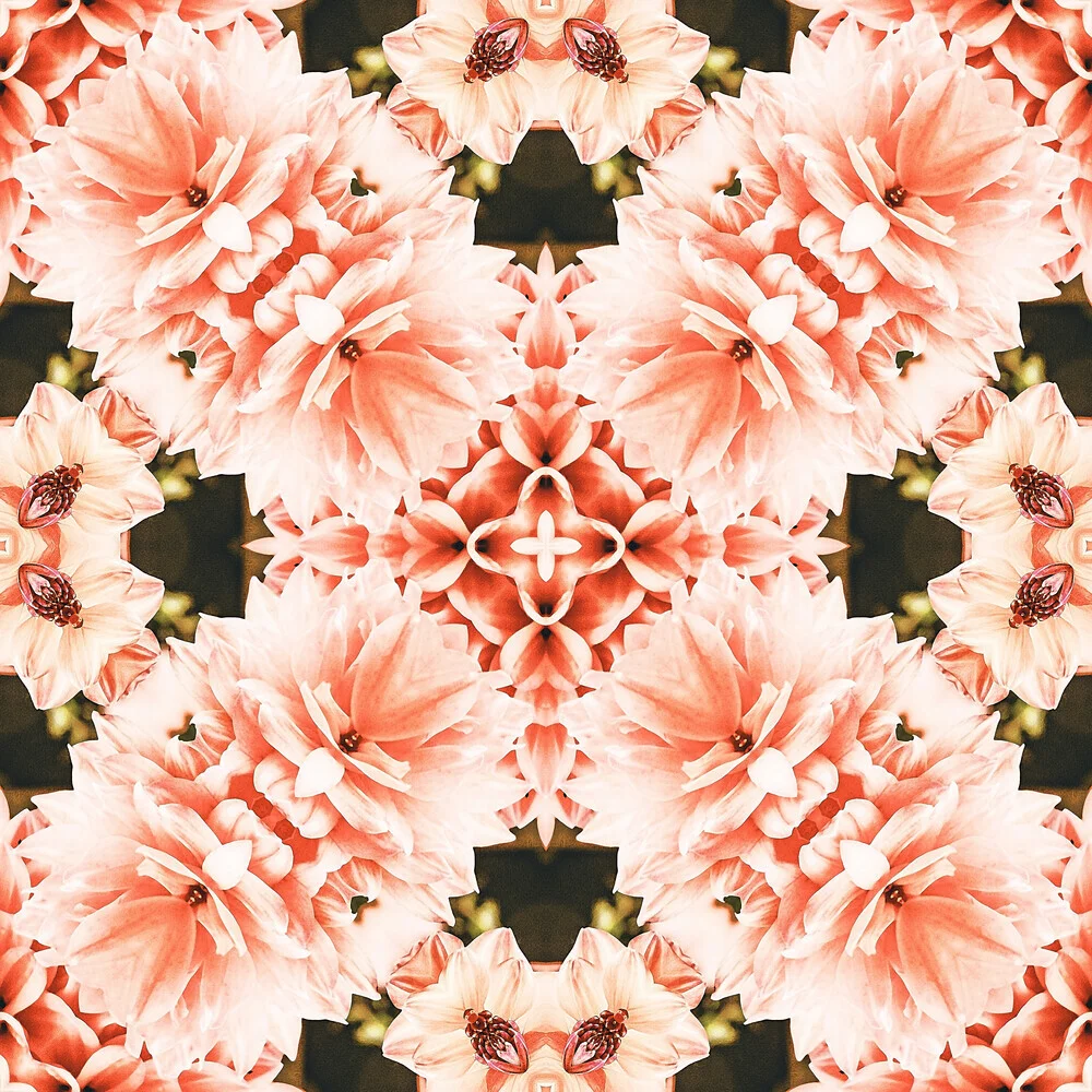 Blush Mandala - Fineart photography by Uma Gokhale