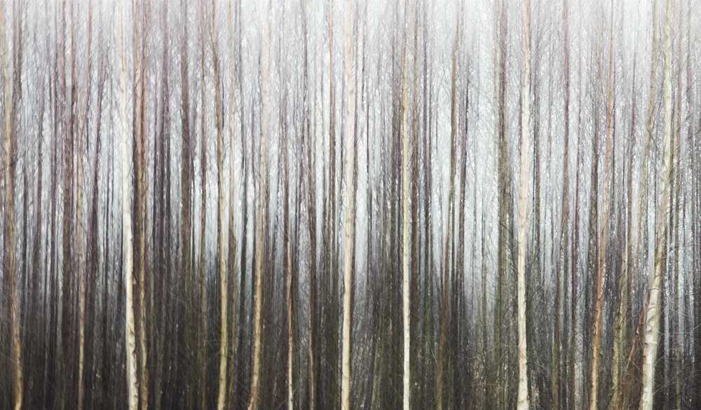 Magische Bäume - fotokunst von Manuela Deigert