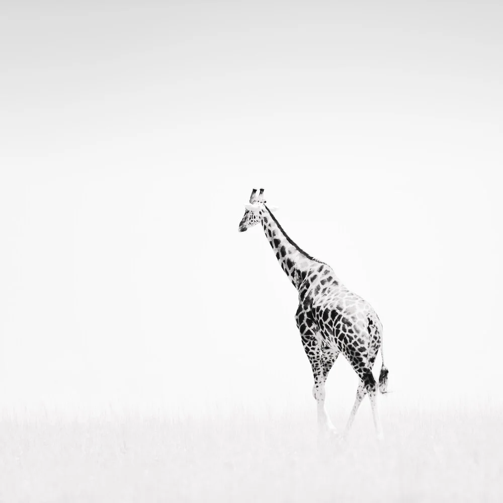 Giraffe - Fineart photography by Dennis Wehrmann