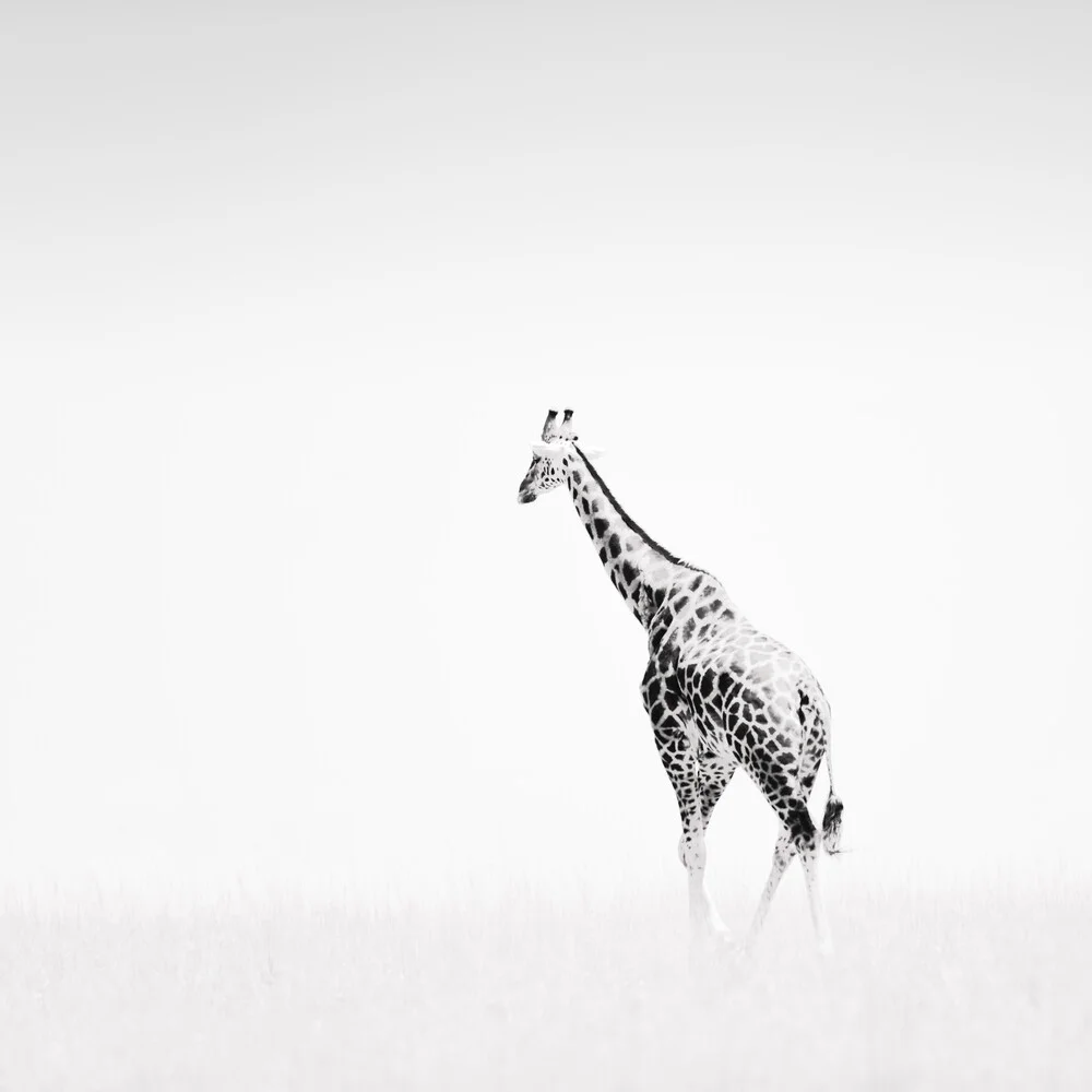 Giraffe - fotokunst von Dennis Wehrmann